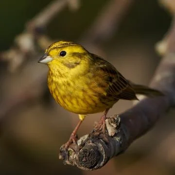Yellowhammer (Emberiza citrinella) Stock Photos