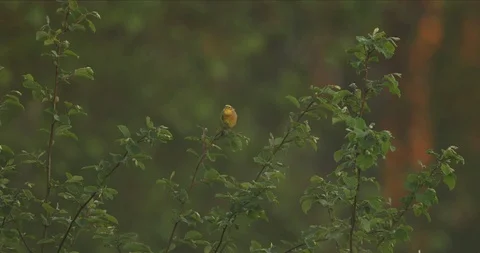Yellowhammer Stock Footage 106173992