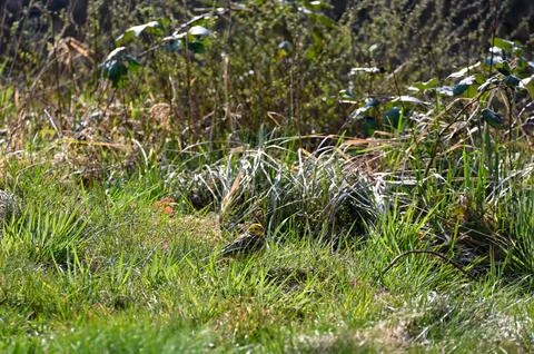 Yellowhammer in a meadow Stock Photos