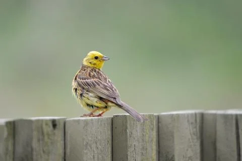 Yellowhammer Stock Photos