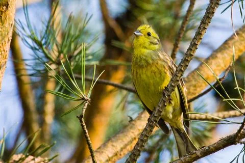Yellowhammer Stock Photos