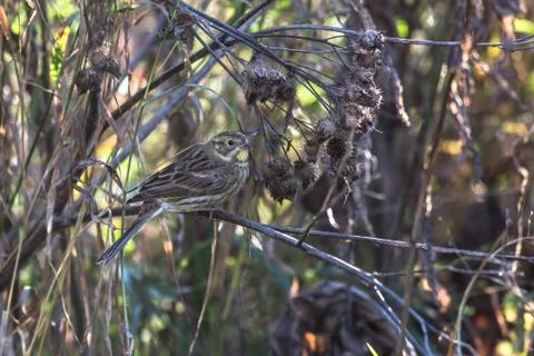 Yellowhammer 스톡 사진
