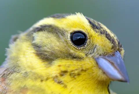 Yellowhammer Stock Photos