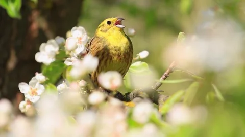 Yellowhammer singing beautiful yellow bird the song of spring flowers Stock Footage