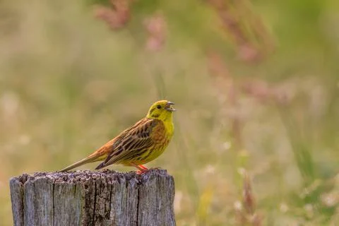Yellowhammer singing in spring Stock Photos