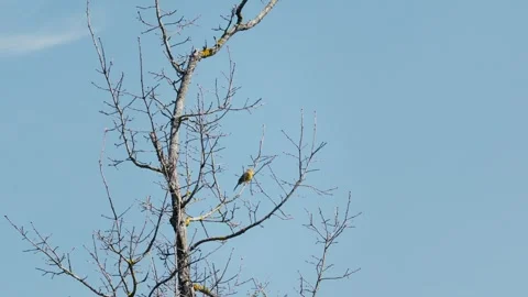 Yellowhammer Singing on Tree in Spring Forest, Emberiza citrinella Video stock 316301909