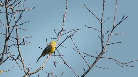Yellowhammer Singing on Tree in Spring Forest, Emberiza citrinella Stock Footage 316302565