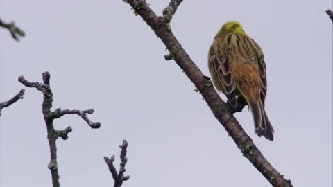 Yellowhammer sits on a branch in spring Stock Footage 302352484