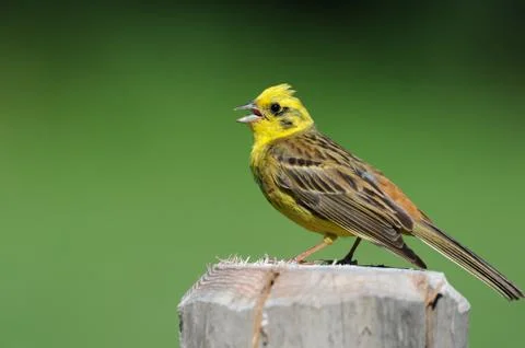 Yellowhammer sitting on a post and singing Stock Photos