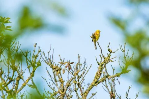 Yellowhammer in the top of a tree Stock Photos
