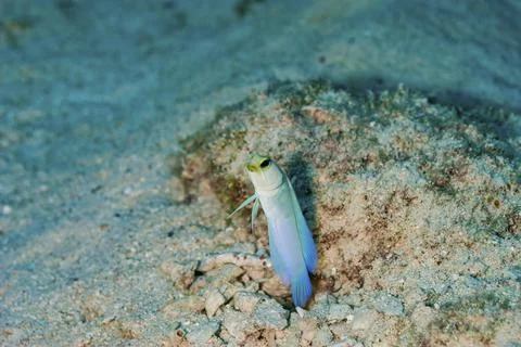 Yellowhead Jawfish hovering over it's coral burrow Stock Photos