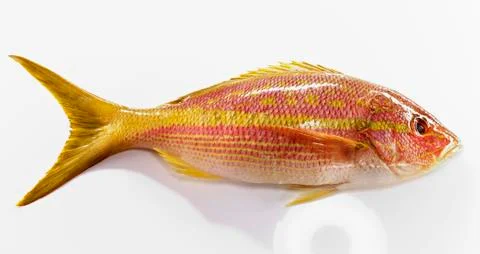 A yellowhead snapper Stock Photos