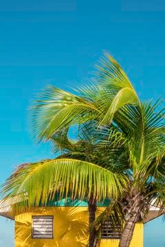 Yellowhut Stock Photos