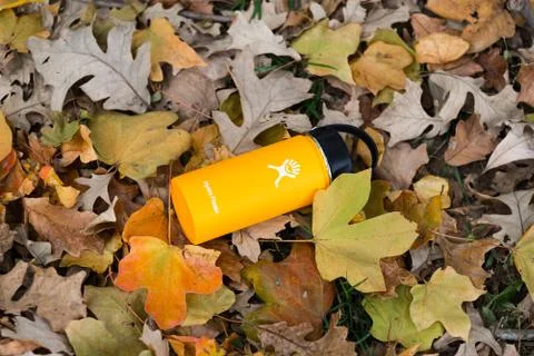 Yellowhydroflaskleaves Stock Photos