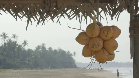 Yellowing coconuts at exotic tropical beach in Hikkaduwa, Sri Lanka Видео 91633679
