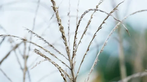 Yellowing Corn Plant Tip Showing Maturity Stage Stock Footage 324978413