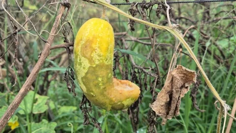 Yellowing Cucumber Fruit Rot Blight Disease Vine Commercial Video Stock Footage 344817323