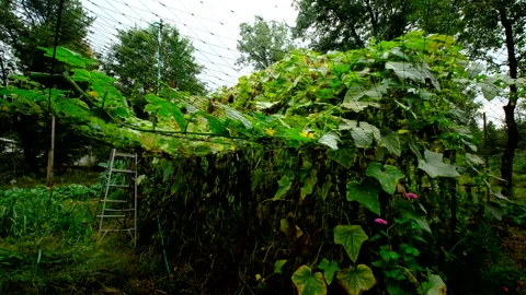 Yellowing cucumber plants tangled to bird net after overgrowing its trellis Video stock 331831458