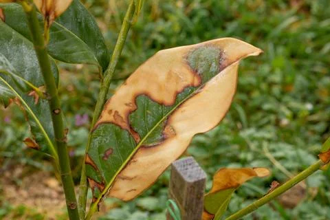 Yellowing ficus leaf Stock Photos