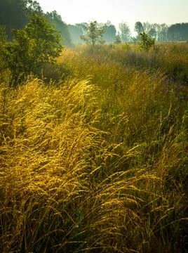 Yellowing grass at the edge of the forest Stock Photos