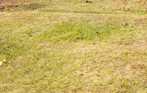 A yellowing lawn in late summer Stock Photos