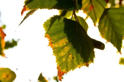 Yellowing leaf Stock Photos