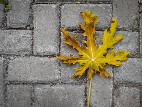 Yellowing leaf Stock Photos