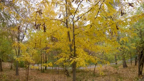 Yellowing leaves Stock Footage 206763243