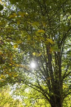 Yellowing maple foliage before leaf fall Stock Photos