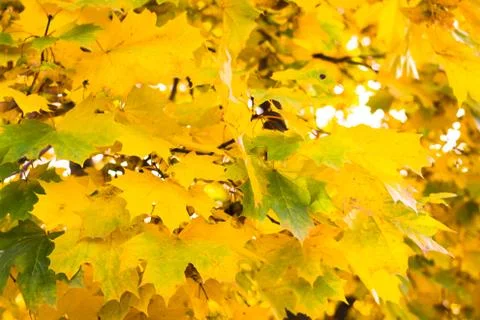 Yellowing maple leaves Stock Photos