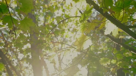 Yellowing maple leaves in the sun Stock Footage 60563638