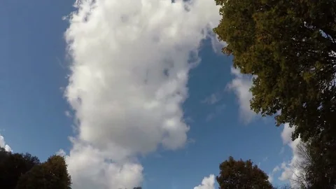 Yellowing maple trees, 4K time lapse Stock Footage 69149524