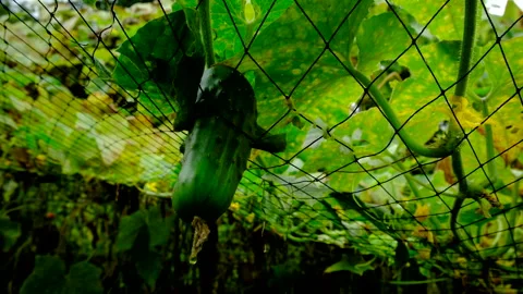 Yellowing or withering cucumber plants spreading over bird net after overgrowing Video stock 331830495