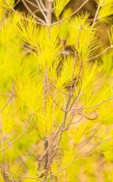 Yellowing of pine needles, consequences of drought.... yellowing of pine need Stock Photos