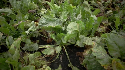 Yellowing plants of sugar beet Stock Footage 62790420