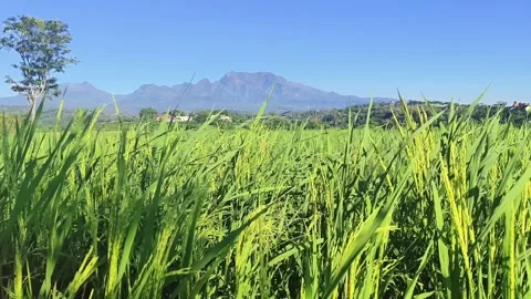 Yellowing rice fields with a beautiful backdrop of mountains Stock Footage 311390126