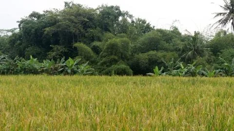 Yellowing rice fields ready to be harvested Stock Photos