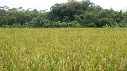Yellowing rice fields ready to be harvested Stock Photos