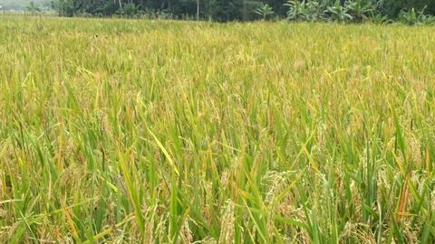 Yellowing rice fields ready to be harvested Stock Photos