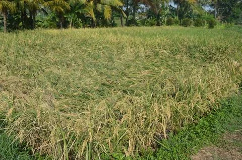Yellowing rice in the rice fields Stock Photos