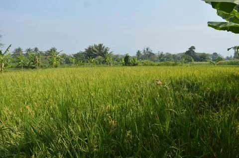 Yellowing rice in the rice fields Stock Photos