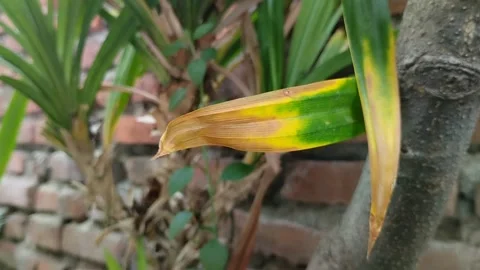 Yellowing tips of plant leaves 動画素材 289595708