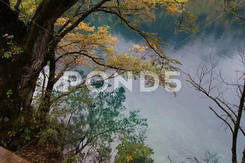 Yellowing Tree Aside the Lake Stock Photos