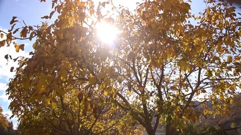 Yellowing tree branches fall in the wind in the autumn Vídeo Stock 82748786