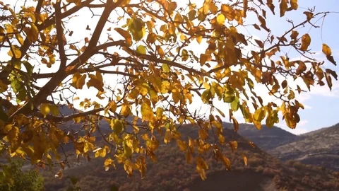 Yellowing tree branches fall in the wind in the autumn Stock Footage 82794303