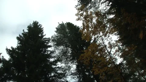 Yellowing trees against the sky. Stock Footage 115324374