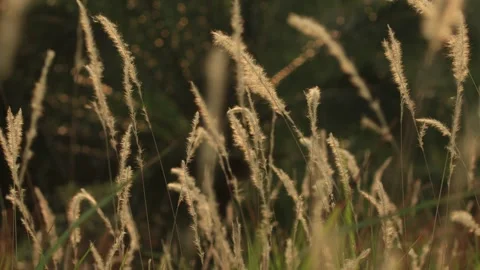 Yellowing Weeds Stock Footage 268516724