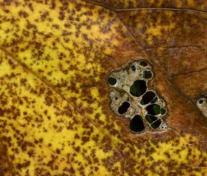 Yellowish brown dying tree leaf Stock Photos