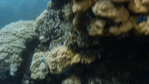 A yellowish coral reef underwater 스톡 동영상 79543553