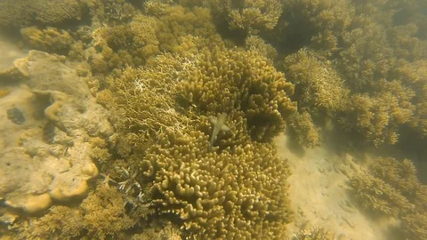 Yellowish coral reef underwater Stock Footage